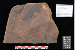 Foto (Objekt + Etikett) von Quercus palaeoilex Ettingshausen (NHMW-GEO-2024-0188-0823)